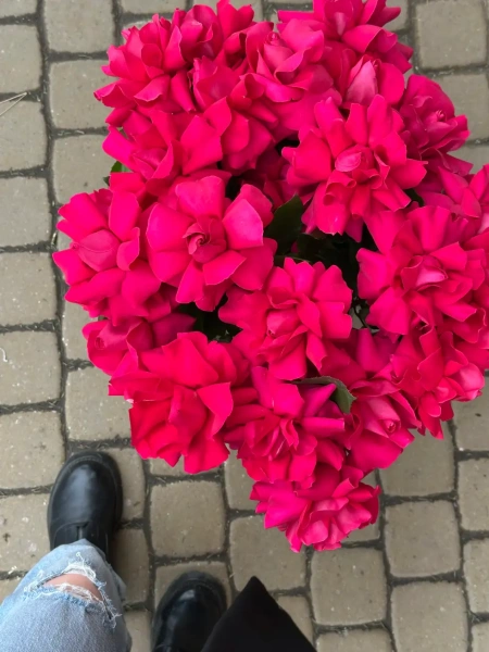 Элитные Розовые Французские Розы
